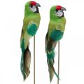 Floristik24 Flower plug bird, deco parrot green 23×4.5×5.5cm 6pcs