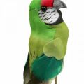 Floristik24 Flower plug bird, deco parrot green 23×4.5×5.5cm 6pcs