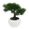 Floristik24 Bonsai tree in a pot 19cm 1p