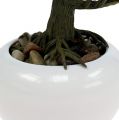 Floristik24 Bonsai tree in a pot 19cm 1p