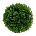 Floristik24 Boxwood ball with flowers decorative ball green Ø18cm 1pc
