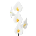 Floristik24 Artificial Calla Lily with yellow stamen, decorative blossoms, 35cm, 10 pieces