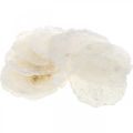 Floristik24 Maritime, Capiz shells 5–10cm, mother-of-pearl, natural items 1kg