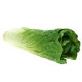 Floristik24 Chinese cabbage artificial real touch 24cm