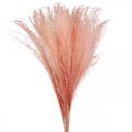 Floristik24 Chinese reed light pink dry grass Miscanthus H75cm 10p