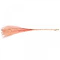 Floristik24 Chinese reed light pink dry grass Miscanthus H75cm 10p