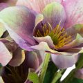Artificial Christmas rose bunch with purple blossoms, 35cm, 6 pieces | Floristik24.ie
