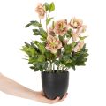 Artificial Helleborus potted plant, Christmas rose, for home decoration, 50cm | Floristik24.ie