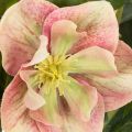 Artificial Helleborus potted plant, Christmas rose, for home decoration, 50cm | Floristik24.ie