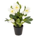 Floristik24 Artificial Christmas rose, potted plant, table decoration, 34cm