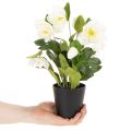 Artificial Christmas rose, potted plant, table decoration, 34cm | Floristik24.ie