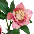 Floristik24 Christmas rose pink L22cm 1p