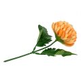 Floristik24 Chrysanthemum Orange Ø7cm L18cm 1pc