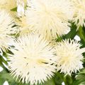 Artificial chrysanthemum flower, creamy white bunch, decorative branch, large 56cm, 4 pieces | Floristik24.ie