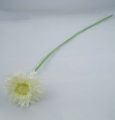 Floristik24 Chrysanthemum Teddy 63cm white