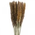Floristik24 Dried grasses Pampas grass natural bunch 80cm 100g