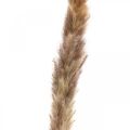 Dried grasses Pampas grass natural bunch 80cm 100g | Floristik24.ie