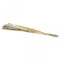 Dried grasses Pampas grass natural bunch 80cm 100g | Floristik24.ie