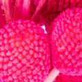 Craspedia dried flower bunch for floristry, 55cm, 20 pieces | Floristik24.ie