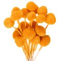 Floristik24 Craspedia dried flower bouquet 55cm 20pcs