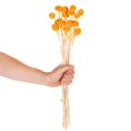 Craspedia dried flower bouquet 55cm 20pcs | Floristik24.ie