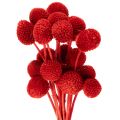 Floristik24 Dried Craspedia flowers, dyed, with long stems, 55cm, 20 pieces
