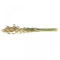 Floristik24 Dried Lagurus, Lagurus dried flowers, Natural Lagurus grass L30–70cm 45g