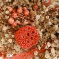 Decorative wreath dried flowers flower wreath orange cream Ø25cm | Floristik24.ie