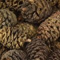 Decorative cones alder cones natural for decorating 3-4cm 200g | Floristik24.ie