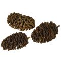 Decorative cones alder cones natural for decorating 3-4cm 200g | Floristik24.ie