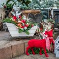 Floristik24 Decorative deer decorative figure decorative reindeer flocked red H28cm