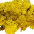 Floristik24 Deco moss yellow reindeer moss for handicrafts lemon yellow 500g
