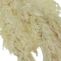 Floristik24 Decorative pampas grass cream dry grass bleached 95cm 3pcs