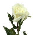 Floristik24 Decorative rose white snow-covered Ø6cm 6pcs