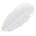 Floristik24 Decorative ostrich feathers, real feathers, white, 38-40cm, 2 pieces