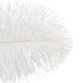 Floristik24 Decorative ostrich feathers, real feathers, white, 38-40cm, 2 pieces