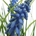 Floristik24 Hyacinths artificial in a pot Blue 24cm