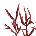 Floristik24 Decorative branch red with mica 69cm 2pcs