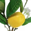 Floristik24 Decorative lemon branch with flowers and fruits H68cm