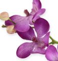 Floristik24 Orchid lilac 38cm