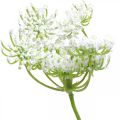 Floristik24 Dill flowering, artificial plant, artificial herbs green, white L80cm