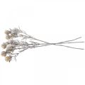 Floristik24 Thistle branch artificially iced decorative branch winter 55cm 3pcs
