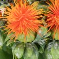Artificial orange safflower as an artificial flower for vases and decoration, 55cm, 4 pieces | Floristik24.ie