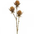 Floristik24 Thistle Branch Brown Artificial Plant Fall Decoration 38cm Artificial plant like the real thing!