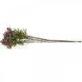 Floristik24 Thistle Artificial Stalk Flower Pink 10 Flower Heads 68cm 3pcs