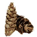 Floristik24 Douglas fir cones 10kg
