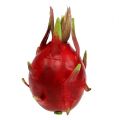 Floristik24 Dragon fruit 15cm red 1p