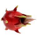 Floristik24 Dragon fruit 15cm red 1p
