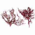 Floristik24 Dekoast coral branch red white washed 500g
