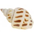 Floristik24 Real shells snail shells decoration, Capiz mother of pearl shell 400g